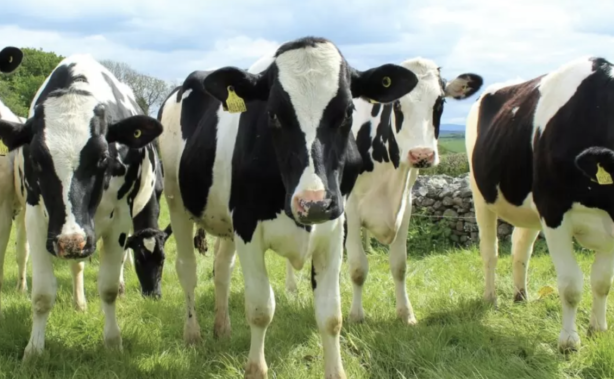 Holstein Friesian